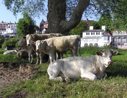 cows on the meadows