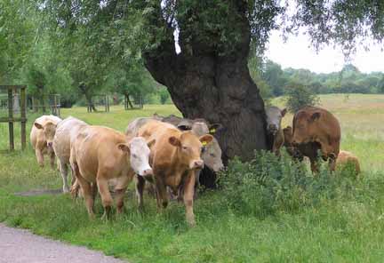 cows on the meadows 2