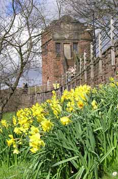 daffodils by the Phoenix Tower