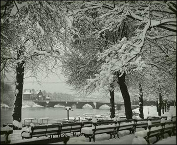 groves in winter