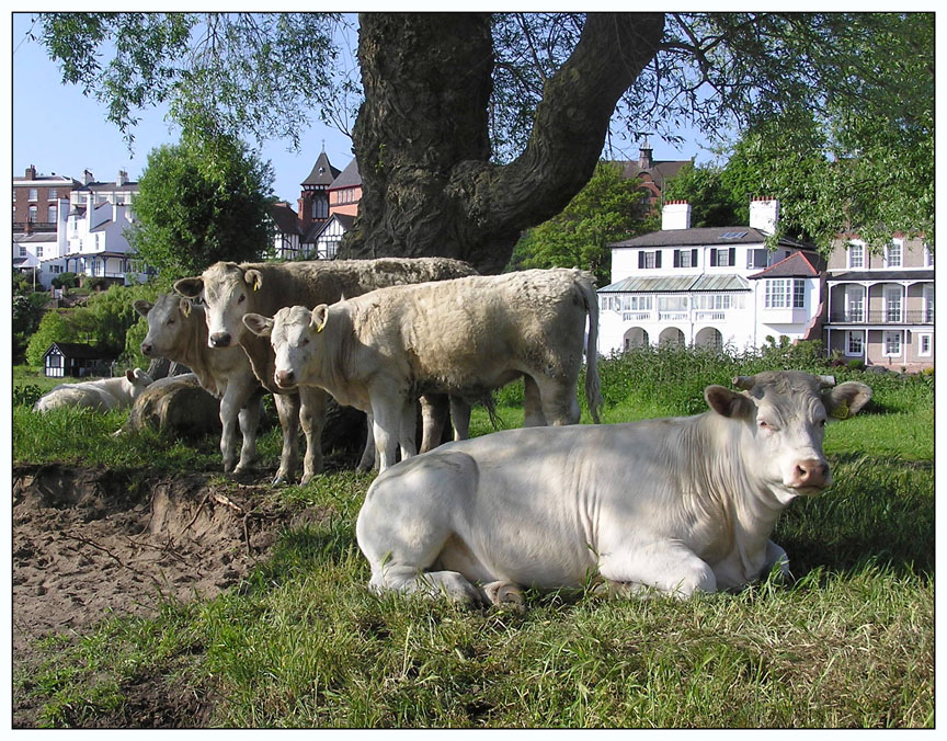cattle on the meadows
