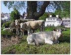 meadows cattle