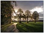 lime wood fields