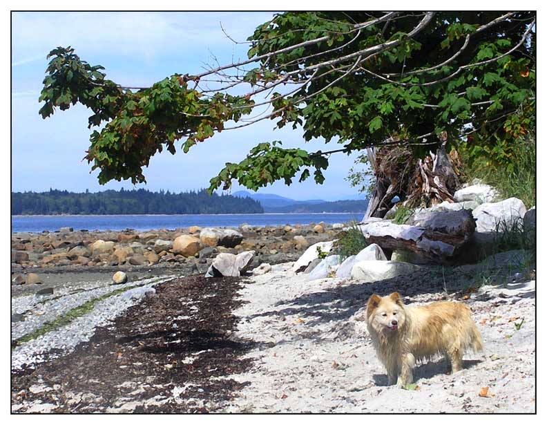 dog, smelt bay