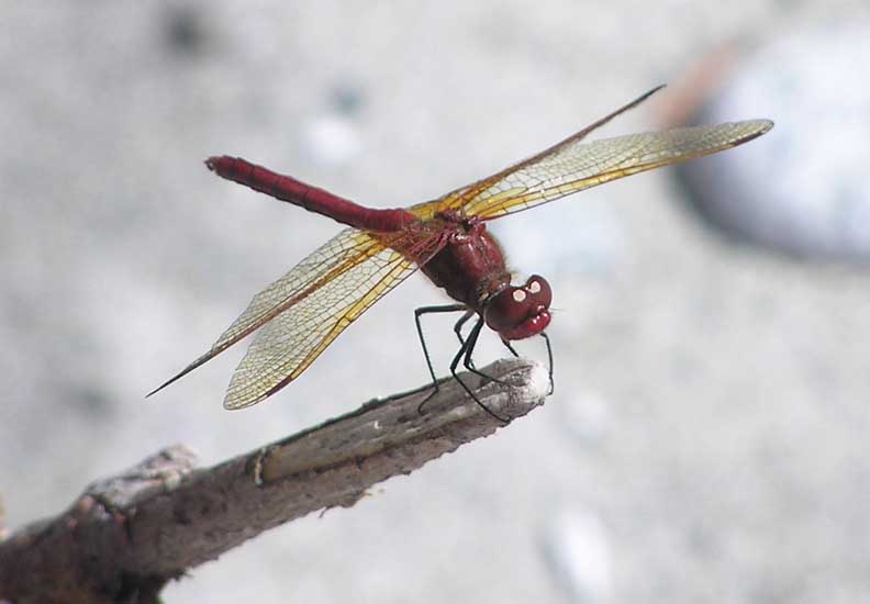 dragonfly