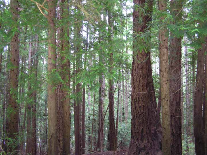 forest: cortez island
