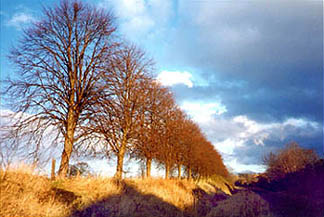 trees along the old railway