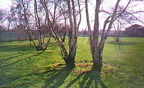 Another photograph of green space behind Northgate Village